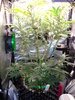 Grow 03 Day 54.JPG