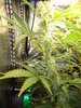 Grow 03 Day 54a.JPG