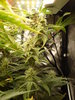 Grow 03 Day 56a.JPG