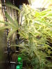 Grow 03 Day 58a.JPG