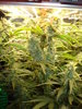 Grow 03 Day 59a.JPG