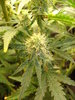 Grow 03 Day 59b.JPG