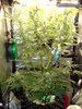 Grow 03 Day 59.JPG