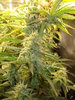 Grow 03 Day 60a.JPG