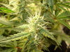 Grow 03 Day 60b.JPG