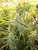 Grow 03 Day 61a.JPG