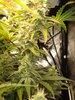 Grow 03 Day 62a.JPG