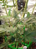 Grow 03 Day 63a.JPG