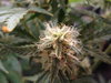 Grow 03 Day 63b.JPG