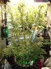 Grow 03 Day 63.JPG