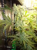 Grow 03 Day 64a.JPG