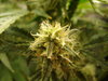 Grow 03 Day 64b.JPG