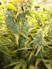 Grow 03 Day 65a.JPG