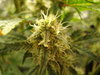 Grow 03 Day 65b.JPG