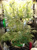 Grow 03 Day 65.JPG