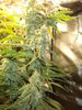 Grow 03 Day 66a.JPG