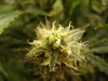 Grow 03 Day 66b.JPG