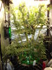 Grow 03 Day 66.JPG