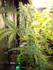 Grow 03 Day 68a.JPG