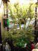 Grow 03 Day 68.JPG