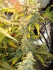 Grow 03 Day 70a.JPG