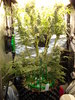 Grow 03 Day 70.JPG