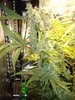 Grow 03 Day 71a.JPG