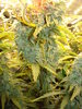 Grow 03 Day 71b.JPG