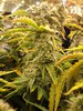 Grow 03 Day 71c.JPG