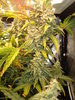 Grow 03 Day 71e.JPG