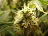 Grow 03 Day 71f.JPG