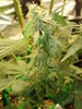 Grow 03 Day 72a.JPG