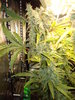 Grow 03 Day 73a.JPG