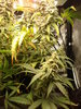 Grow 03 Day 73e.JPG