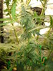 Grow 03 Day 73h.JPG