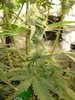 Grow 03 Day 73i.JPG