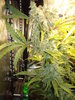 Grow 03 Day 74a.JPG