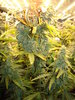 Grow 03 Day 74b.JPG