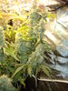 Grow 03 Day 74c.JPG