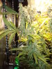 Grow 03 Day 75a.JPG