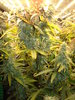 Grow 03 Day 75b.JPG