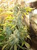 Grow 03 Day 75c.JPG