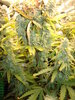 Grow 03 Day 76b.JPG