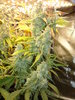 Grow 03 Day 76c.JPG