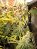 Grow 03 Day 76e.JPG