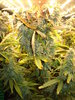 Grow 03 Day 77b.JPG