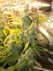 Grow 03 Day 77c.JPG