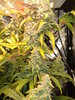 Grow 03 Day 77e.JPG