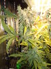 Grow 03 Day 78a.JPG