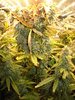 Grow 03 Day 78b.JPG